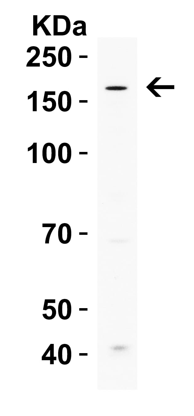 Western Blot ICBP90 Binding Protein 1 Antibody - BSA Free