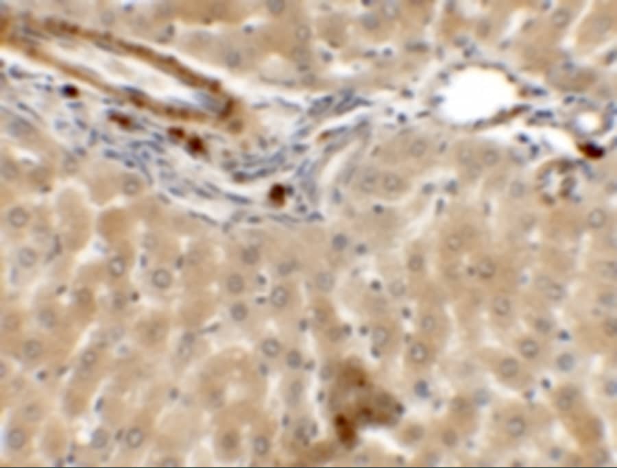 Immunohistochemistry: IFLTD1 Antibody - BSA Free [NBP2-82095] - Immunohistochemistry of IFLTD1 in rat liver tissue with IFLTD1 antibody at 5 ug/mL.