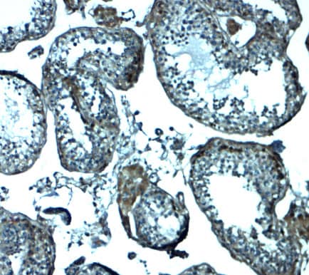 Immunohistochemistry IZUMO1 Antibody - BSA Free