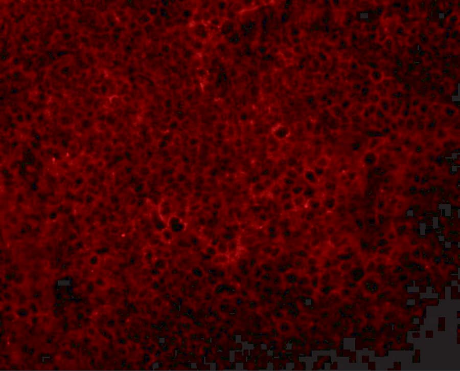 Immunocytochemistry/ Immunofluorescence JMJD4 Antibody - BSA Free