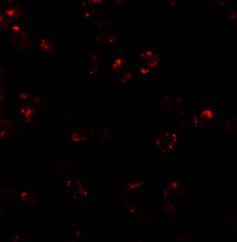 Immunocytochemistry/ Immunofluorescence: LEMD2 Antibody - BSA Free [NBP2-82103] - Immunofluorescence of LEMD2 in 3T3 cells with LEMD2 antibody at 20 ug/mL.