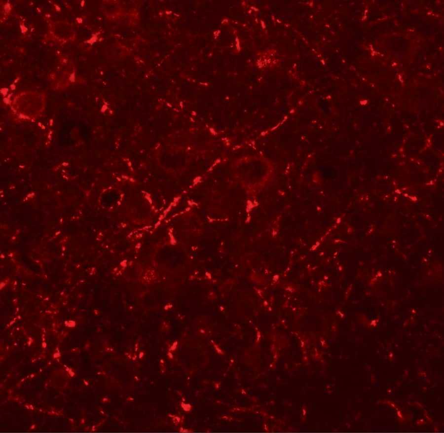 Immunocytochemistry/ Immunofluorescence MS4A6A Antibody - BSA Free