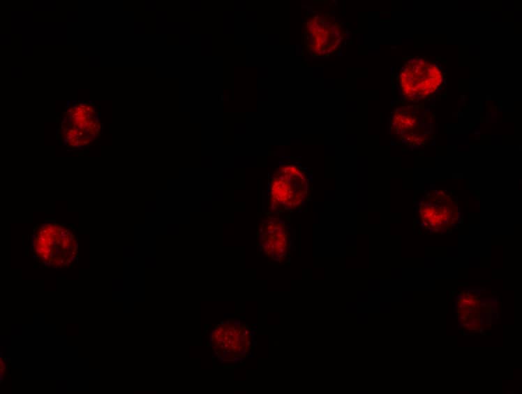 Immunocytochemistry/ Immunofluorescence: Lysine (K)-specific Demethylase 6B/KDM6B/JMJD3 Antibody - BSA Free [NBP2-82107] - Validation of Lysine (K)-specific Demethylase 6B/KDM6B/JMJD3 in K562 Cells. Immunofluorescent analysis of 4% paraformaldehyde-fixed K562 cells labeling Lysine (K)-specific Demethylase 6B/KDM6B/JMJD3 with  at 20 ug/mL, followed by goat anti-rabbit IgG secondary antibody at 1/500 dilution (red).  