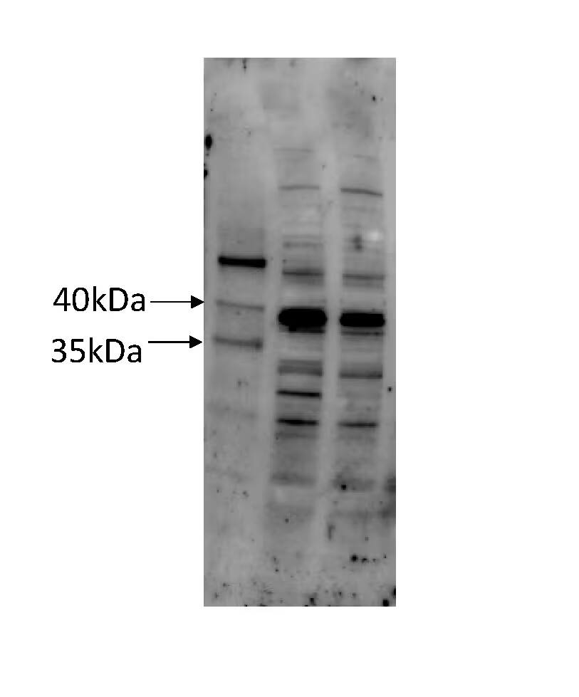 Western Blot COQ5 Antibody - BSA Free