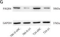 Western Blot PAQR4 Antibody - BSA Free