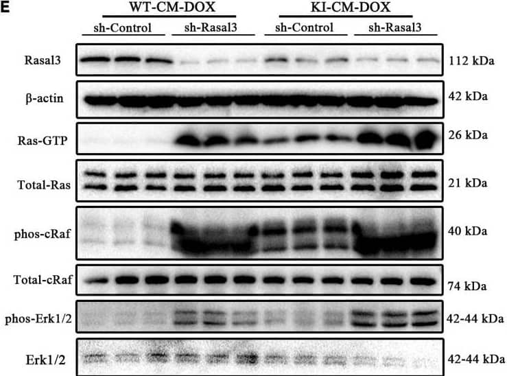 Western Blot RASAL3 Antibody - BSA Free