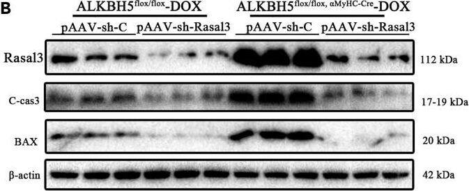 Western Blot RASAL3 Antibody - BSA Free