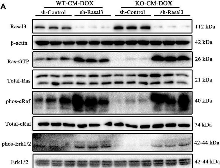 Western Blot RASAL3 Antibody - BSA Free