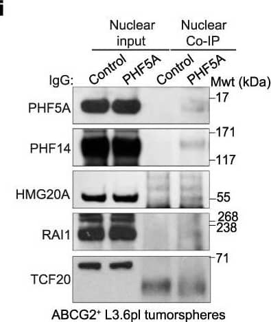 Western Blot TCF20 Antibody - BSA Free