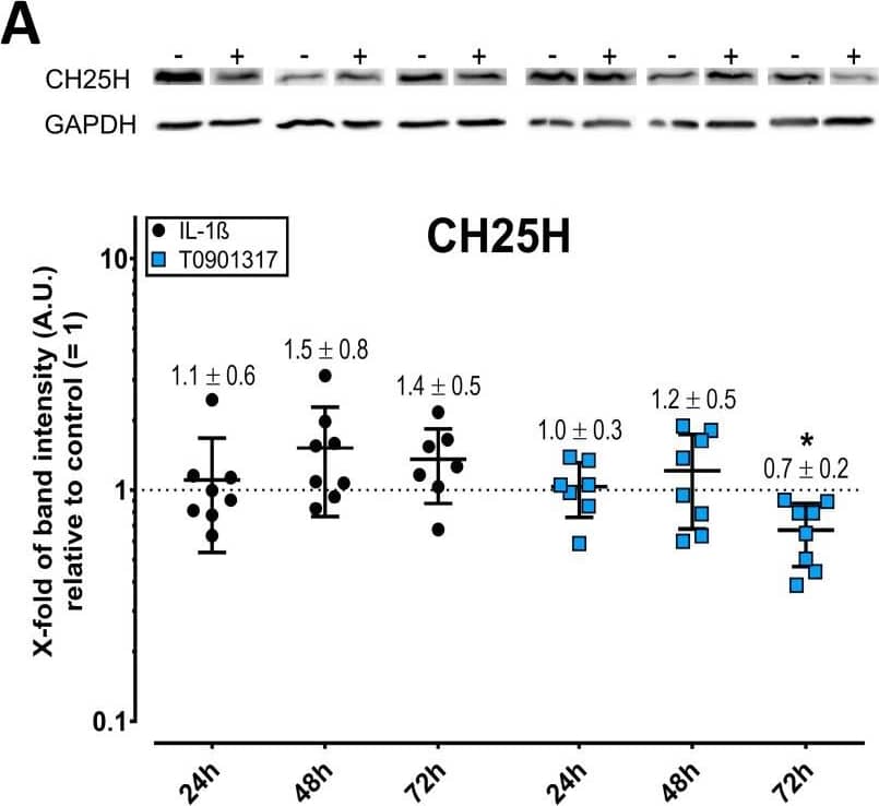 <b>Biological Strategies Validation. </b>Western Blot: CH25H Antibody [NBP2-83971] - Cholesterol Hydroxylases are Upregulated by IL-1 beta. IL-1 beta induces the expression of cholesterol hydroxylase CH25H in FLS. CH25H was measured by western blot and quantified using imageJ. FLS were treated with 1 ng/mL IL-1 beta or 0.1 uM T0901317 for 24, 48, and 72 h. Data for biological replicates represent fold-change versus corresponding controls (= 1, indicated by broken horizontal lines) and are shown as dot plots, with lines inside showing the mean +/- SD (n = 8). The y-axis represents the log of variable fold changes. Black circles show data from IL-1 beta-treated FLS relative to untreated controls, whereas blue squares represent data from T0901317 relative to vehicle controls. * p < 0.05, ** p < 0.01, *** p < 0.001. Image collected and cropped by CiteAb from the following publication (//pubmed.ncbi.nlm.nih.gov/35269552/) licensed under a CC-BY license.