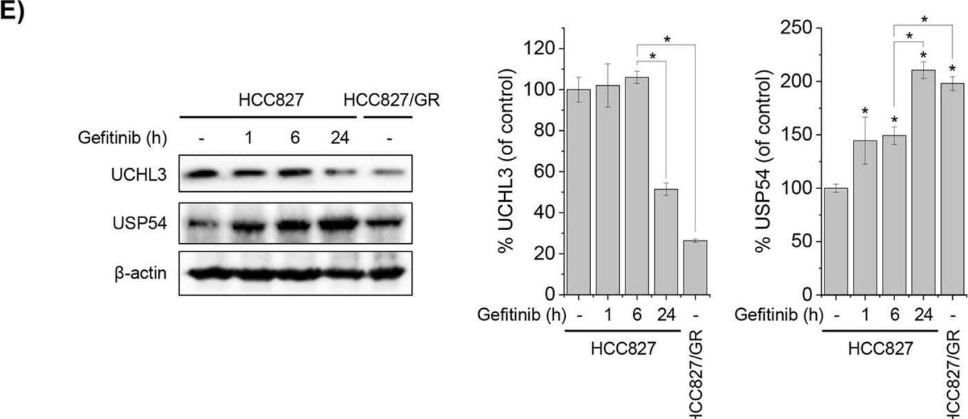 Western Blot USP54 Antibody - BSA Free