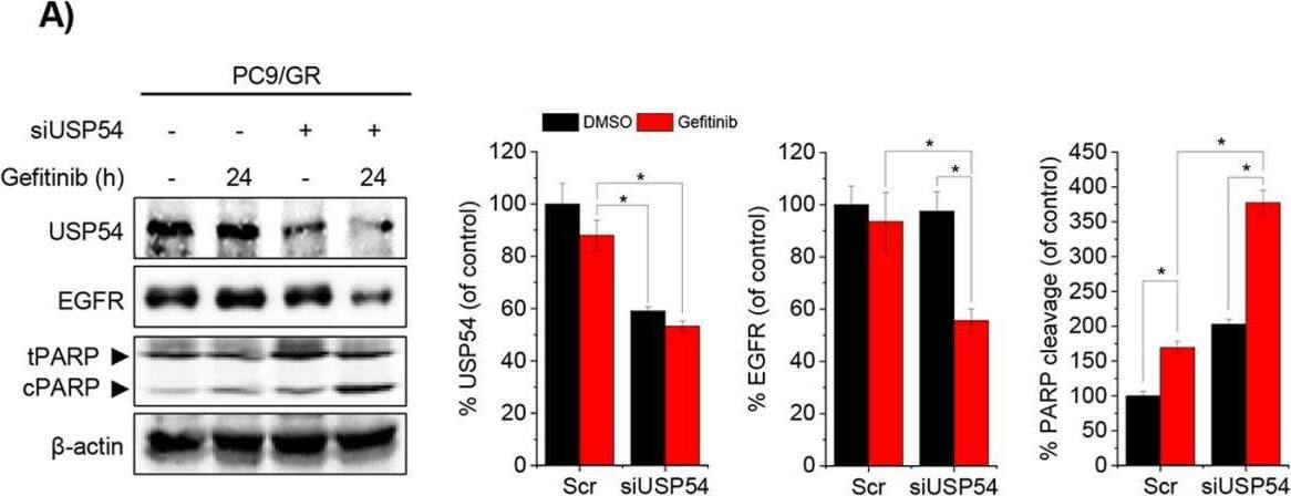 Western Blot USP54 Antibody - BSA Free