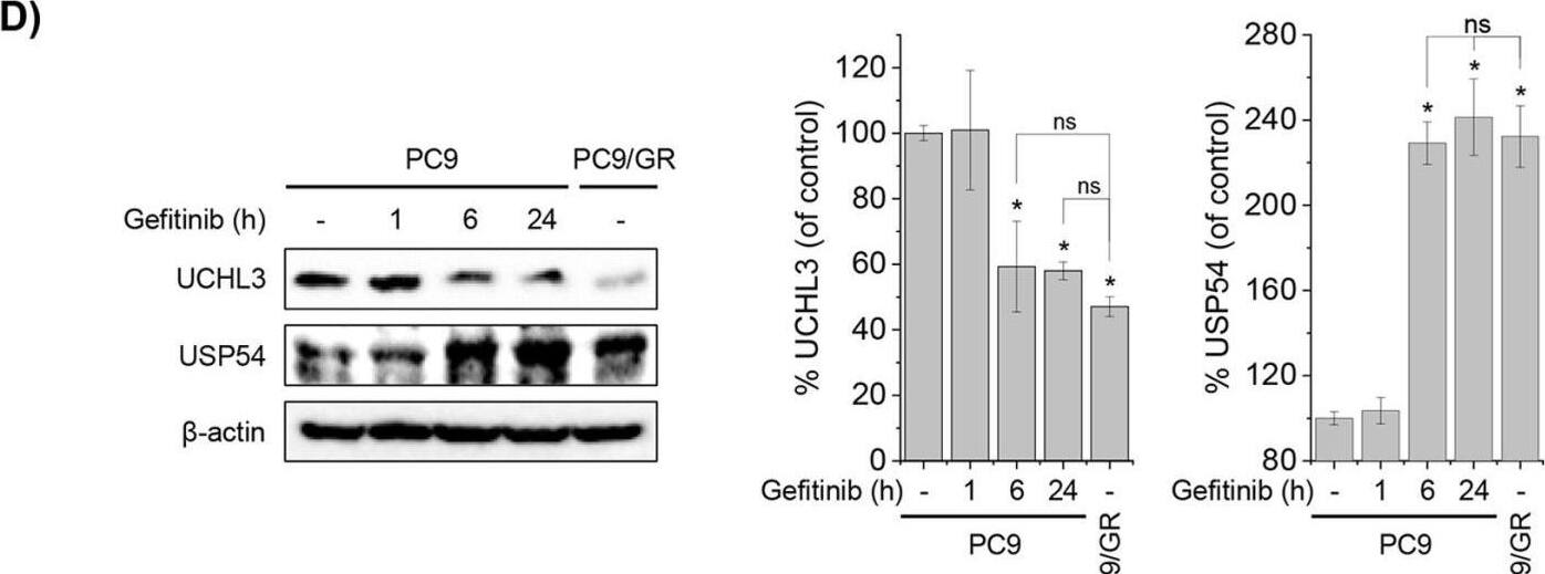 Western Blot USP54 Antibody - BSA Free