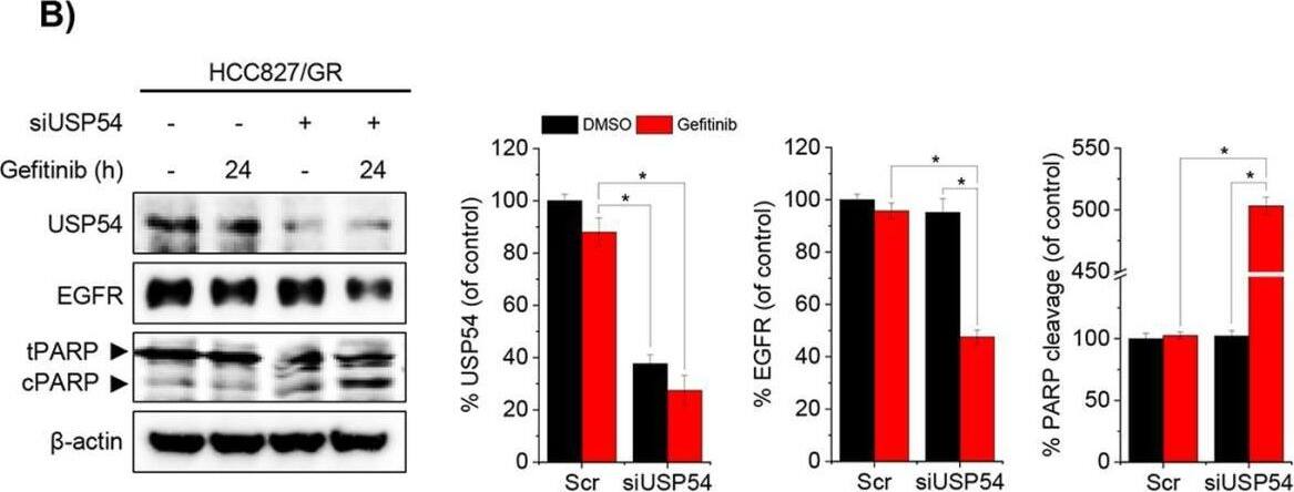 Western Blot USP54 Antibody - BSA Free