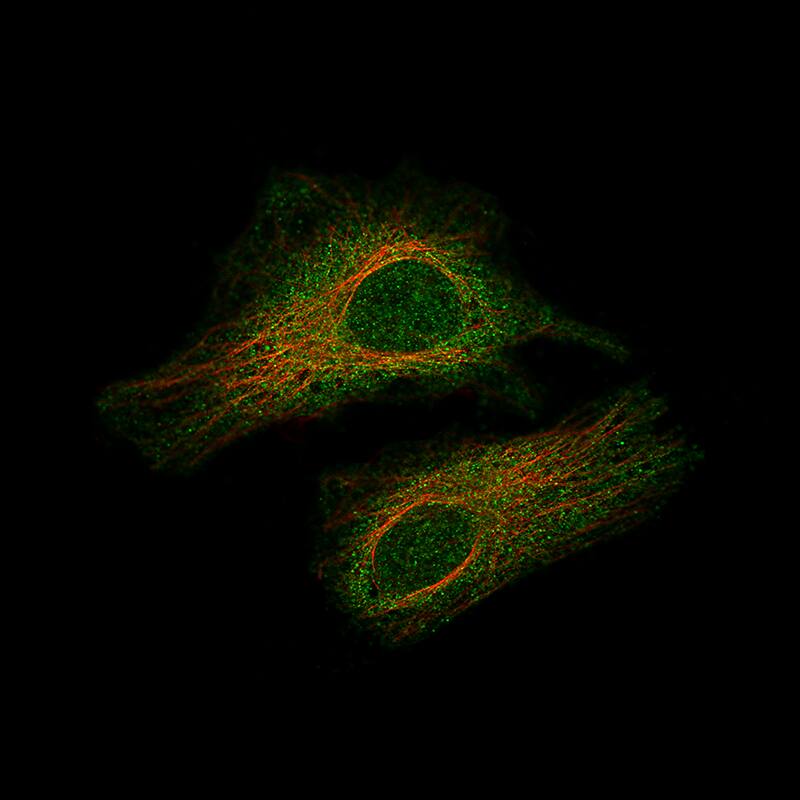 Immunocytochemistry/ Immunofluorescence Smad2 Antibody (CL8472) - BSA Free