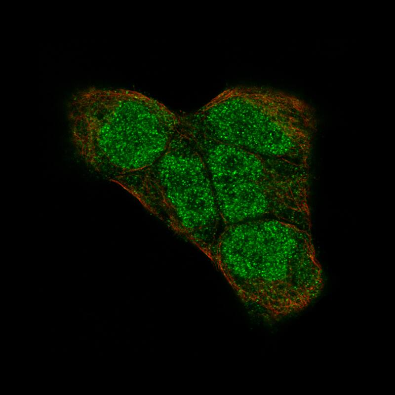 Immunocytochemistry/ Immunofluorescence PI 3-Kinase p110 beta/PIK3CB Antibody (CL9518) - BSA Free