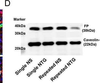 Compromised PGF2 alpha  signaling in PVN OXT neurons of repeated NTG-induced chronic migraine mice. A Quantification of PGF2 alpha  level in PVN after NTG or vehicle injections. B and C RNAScope and immunofluorescent co-staining showing the expression of PTGFR mRNA in PVN OXT neurons, scale bar = 50 μm. D and E Western blot showing the expression of FP in PVN after NTG or vehicle injections. The data are presented as the mean +/- SEM. **P < 0.01, vs. Single NS group; ##P < 0.01, vs. Repeated NS group; &&P < 0.01, vs. Single NTG group. Bonferroni post-hoc test after One way ANOVA, n = 8 (A: F3,28=52.905, P < 0.001, eta-sq = 0.850, 95%CI 0.700-0.893; B: F3,28=25.591, P < 0.001, eta-sq = 0.733, 95%CI 0.491–0.809; E: F3,28=19.744, P < 0.001, eta-sq = 0.679, 95%CI 0.405–0.770) Image collected and cropped by CiteAb from the following open publication (//pubmed.ncbi.nlm.nih.gov/40770605), licensed under a CC-BY license. Not internally tested by Novus Biologicals.