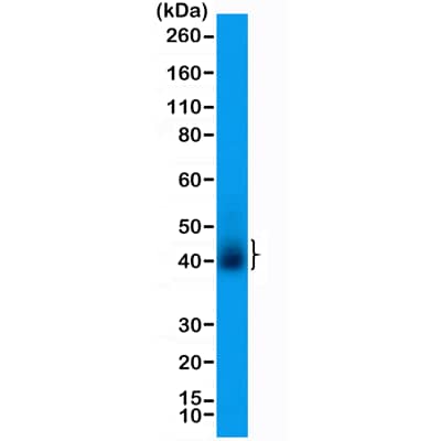 Western Blot: CD28 Antibody (RM404) [NBP2-89091] - Western Blot of human T-cell lysate using Clone RM404 at a 1:200 dilution.