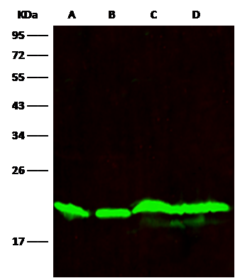 Western Blot: SMAC/Diablo Antibody (006) [NBP2-89251] - NBP2-89251 at 1:10000 dilution Lane A: Hela Whole Cell Lysate Lane B: Jurkat Whole Cell Lysate Lane C: A431 Whole Cell Lysate Lane D: MCF7 Whole Cell Lysate Lysates/proteins at 30 ug per lane. Secondary Goat Anti-Rabbit IgG H&L (Dylight800) at 1/10000 dilution. Developed using the Odyssey technique. Performed under reducing conditions. Predicted band size:22 kDa Observed band size:20 kDa 
