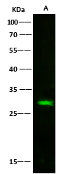 Western Blot: Latexin Antibody (101) [NBP2-89341] - NBP2-89341 at 1:500 dilution Lane A: A549 Whole Cell Lysate Lysates/proteins at 30 ug per lane. Secondary Goat Anti-Rabbit IgG H&L (Dylight800) at 1/10000 dilution. Developed using the Odyssey technique. Performed under reducing conditions. Predicted band size:26 kDa Observed band size:26 kDa 