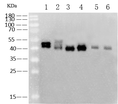 Western Blot Human Respiratory Syncytial Virus A2 Fusion Protein Antibody (R338) - Azide and BSA Free