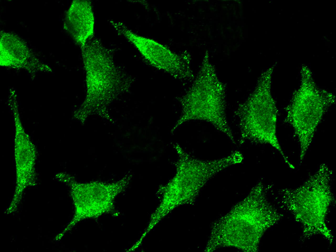Immunocytochemistry/Immunofluorescence: GILT/IFI30 Antibody (003) [NBP2-90133] - Immunofluorescence staining of IFI30 in Hela cells. Cells were fixed with 4% PFA, permeabilzed with 0.1% Triton X-100 in PBS,blocked with 10% serum, and incubated with NBP2-90133 antibody (dilution ratio 1:30) at 4? overnight. Then cells were stained with the Alexa Fluor(R)488-conjugated Goat Anti-rabbit IgG secondary antibody (green). Positive staining was localized to Cytoplasm.