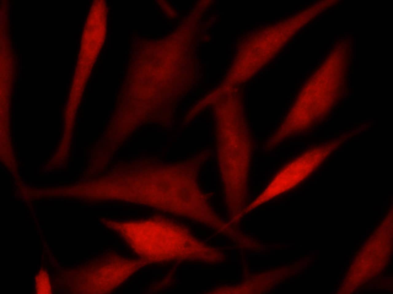 Immunocytochemistry/Immunofluorescence: TSC22/TSC22D1 Antibody (040) [NBP2-90142] - Immunofluorescence staining of Human TSC22D1 in Hela cells. Cells were fixed with 4% PFA, permeabilzed with 0.3% Triton X-100 in PBS, blocked with 10% serum, and incubated with NBP2-90142 antibody (1:60) at 37? 1 hour. Then cells were stained with the Alexa Fluor(R) 594-conjugated Goat Anti-rabbit IgG secondary antibody (red). Positive staining was localized to nucleus and cytoplasm.