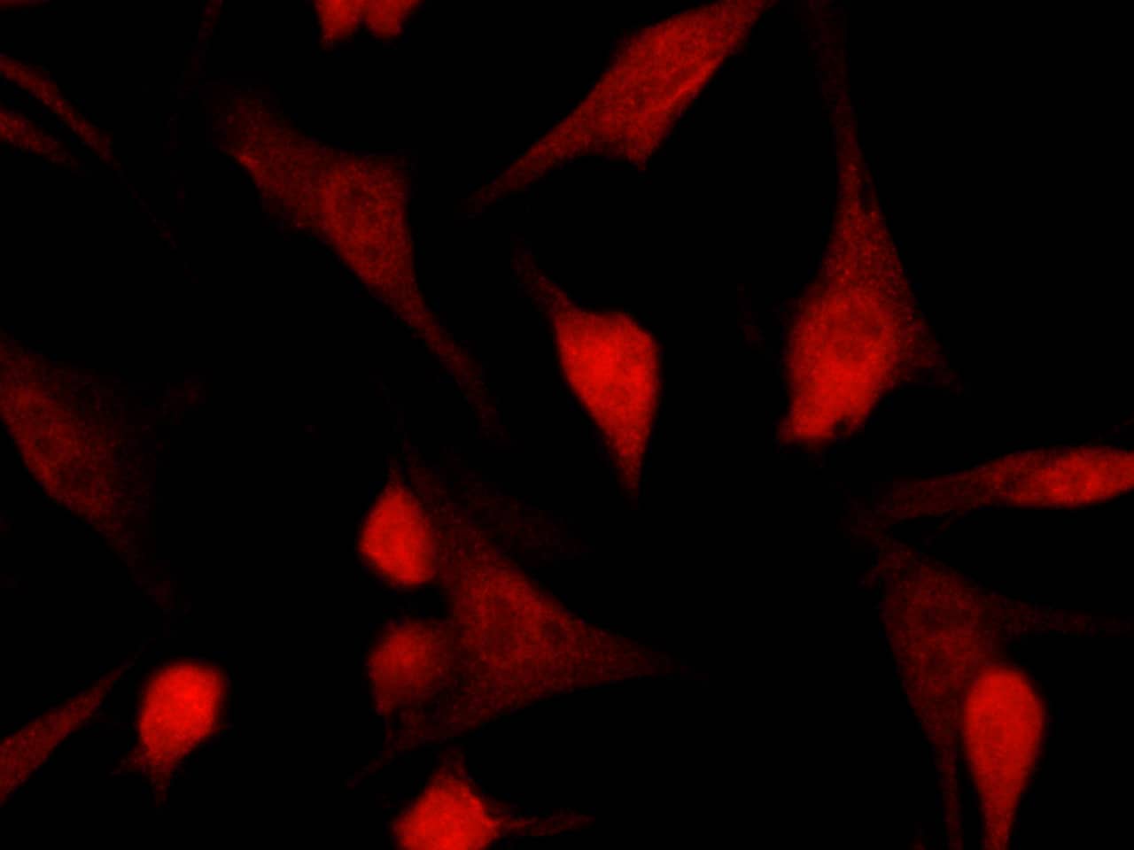 Immunocytochemistry/Immunofluorescence: TSC22/TSC22D1 Antibody (043) [NBP2-90143] - Immunofluorescence staining of Human TSC22D1 in Hela cells. Cells were fixed with 4% PFA, permeabilzed with 0.3% Triton X-100 in PBS, blocked with 10% serum, and incubated with NBP2-90143 antibody (1:60) at 37? 1 hour. Then cells were stained with the Alexa Fluor(R) 594-conjugated Goat Anti-rabbit IgG secondary antibody (red) and counterstained with DAPI (blue). Positive staining was localized to nucleus and cytoplasm.