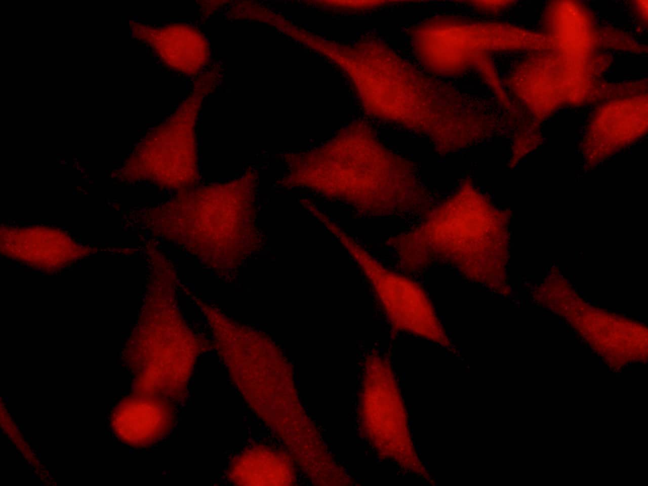 Immunocytochemistry/Immunofluorescence: TSC22/TSC22D1 Antibody (110) [NBP2-90144] - Immunofluorescence staining of Human TSC22D1 in Hela cells. Cells were fixed with 4% PFA, permeabilzed with 0.3% Triton X-100 in PBS, blocked with 10% serum, and incubated with NBP2-90144 antibody (1:60) at 37? 1 hour. Then cells were stained with the Alexa Fluor(R) 594-conjugated Goat Anti-rabbit IgG secondary antibody (red). Positive staining was localized to nucleus and cytoplasm.