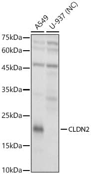 Western Blot Claudin-2 Antibody - BSA Free