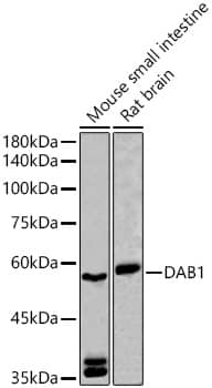 Western Blot: DAB1 Antibody - Azide and BSA Free [NBP2-92015] - Western blot analysis of various lysates using DAB1 Rabbit pAb  at  1:500 dilution.Secondary antibody: HRP-conjugated Goat anti-Rabbit IgG (H+L)  at 1:10000 dilution.Lysates/proteins: 25ug per lane.Blocking buffer: 3% nonfat dry milk in TBST.Detection: ECL Basic Kit.Exposure time: 90s.