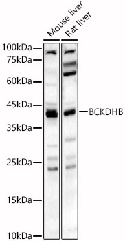 Western Blot: BCKDHB Antibody - BSA Free [NBP2-92027] - Western blot analysis of various lysates, using BCKDHB antibody  at  1:2000 dilution.Secondary antibody: HRP Goat Anti-Rabbit IgG (H+L)  at 1:10000 dilution.Lysates/proteins: 25ug per lane.Blocking buffer: 3% nonfat dry milk in TBST.Detection: ECL Basic Kit.Exposure time: 60s.