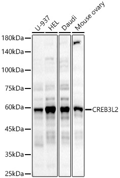 Western Blot: CREB3L2 Antibody - BSA Free [NBP2-92030] - Western blot analysis of various lysates, using CREB3L2 Rabbit pAb  at 1:2000 dilution.Secondary antibody: HRP Goat Anti-Rabbit IgG (H+L)  at 1:10000 dilution.Lysates/proteins: 25ug per lane.Blocking buffer: 3% nonfat dry milk in TBST.Detection: ECL Basic Kit.Exposure time: 60s.