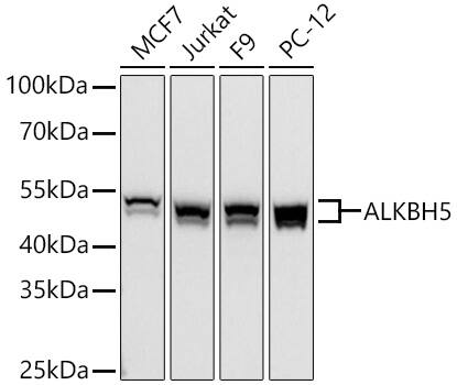 Western Blot: ALKBH5 Antibody - Azide and BSA Free [NBP2-92048] - Western blot analysis of various lysates using ALKBH5 Rabbit pAb  at 1:5000 dilution incubated overnight at 4C.Secondary antibody: HRP-conjugated Goat anti-Rabbit IgG (H+L)  at 1:10000 dilution.Lysates/proteins: 25 ug per lane.Blocking buffer: 3% nonfat dry milk in TBST.Detection: ECL Basic Kit.Exposure time: 90s.