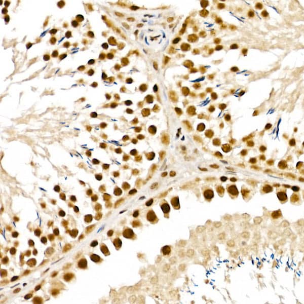 Immunohistochemistry: ALKBH5 Antibody - Azide and BSA Free [NBP2-92048] - Immunohistochemistry analysis of paraffin-embedded Rat testis using ALKBH5 Rabbit pAb  at dilution of 1:100 (40x lens). High pressure antigen retrieval performed with 0.01M Citrate Bufferr (pH 6.0) prior to IHC staining.