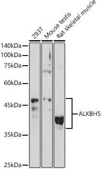 Western Blot: ALKBH5 Antibody - Azide and BSA Free [NBP2-92048] - Western blot analysis of various lysates using ALKBH5 Rabbit pAb  at  1:1000 dilution.Secondary antibody: HRP-conjugated Goat anti-Rabbit IgG (H+L)  at 1:10000 dilution.Lysates/proteins: 25ug per lane.Blocking buffer: 3% nonfat dry milk in TBST.Detection: ECL Basic Kit.Exposure time: 90s.