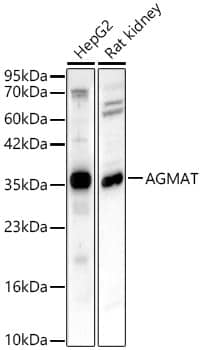 Western Blot AGMAT Antibody - Azide and BSA Free