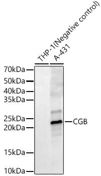 Western Blot CGB5 Antibody - BSA Free