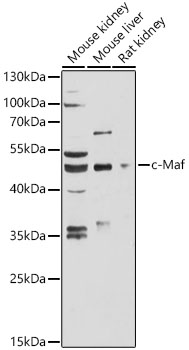 Western Blot: c-Maf Antibody - Azide and BSA Free [NBP2-92085] - Western blot analysis of various lysates using c-Maf Rabbit pAb  at 1:3000 dilution.Secondary antibody: HRP Goat Anti-Rabbit IgG (H+L)  at 1:10000 dilution.Lysates/proteins: 25ug per lane.Blocking buffer: 3% nonfat dry milk in TBST.Detection: ECL Basic Kit.Exposure time: 30s.