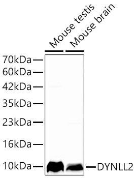 Western Blot Dynein light chain 2 cytoplasmic Antibody - Azide and BSA Free