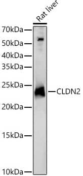 Western Blot Claudin-2 Antibody - BSA Free