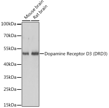 Western Blot: Dopamine D3R/DRD3 Antibody - Azide and BSA Free [NBP2-92178] - Western blot analysis of various lysates using Dopamine D3R/DRD3 Rabbit pAb  at 1:3000 dilution.Secondary antibody: HRP Goat Anti-Rabbit IgG (H+L)  at 1:10000 dilution.Lysates/proteins: 25ug per lane.Blocking buffer: 3% nonfat dry milk in TBST.Detection: ECL Basic Kit.Exposure time: 1s.