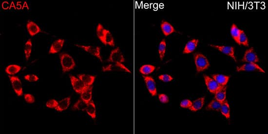Immunocytochemistry/ Immunofluorescence: Carbonic Anhydrase VA/CA5A Antibody - Azide and BSA Free [NBP2-92181] - Immunofluorescence analysis of NIH/3T3 cells using Carbonic Anhydrase VA/CA5A Rabbit pAb  at dilution of 1:100 (40x lens). Secondary antibody: Cy3-conjugated Goat anti-Rabbit IgG (H+L)  at 1:500 dilution. Blue: DAPI for nuclear staining.