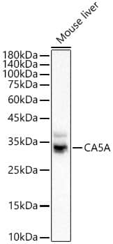 Western Blot Carbonic Anhydrase VA/CA5A Antibody - Azide and BSA Free