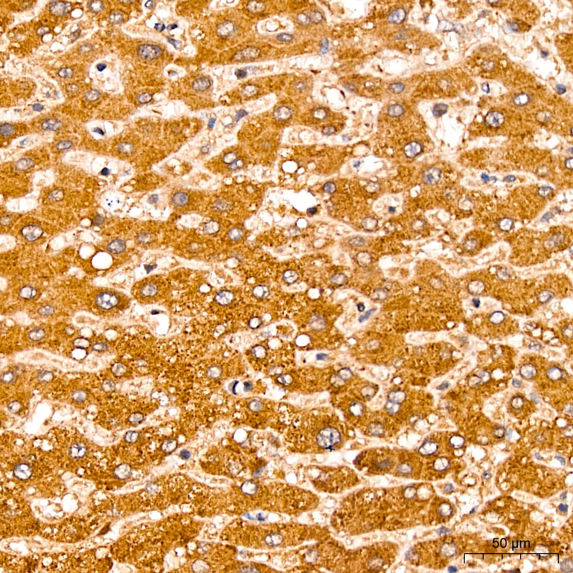 Immunohistochemistry CNBP Antibody - Azide and BSA Free