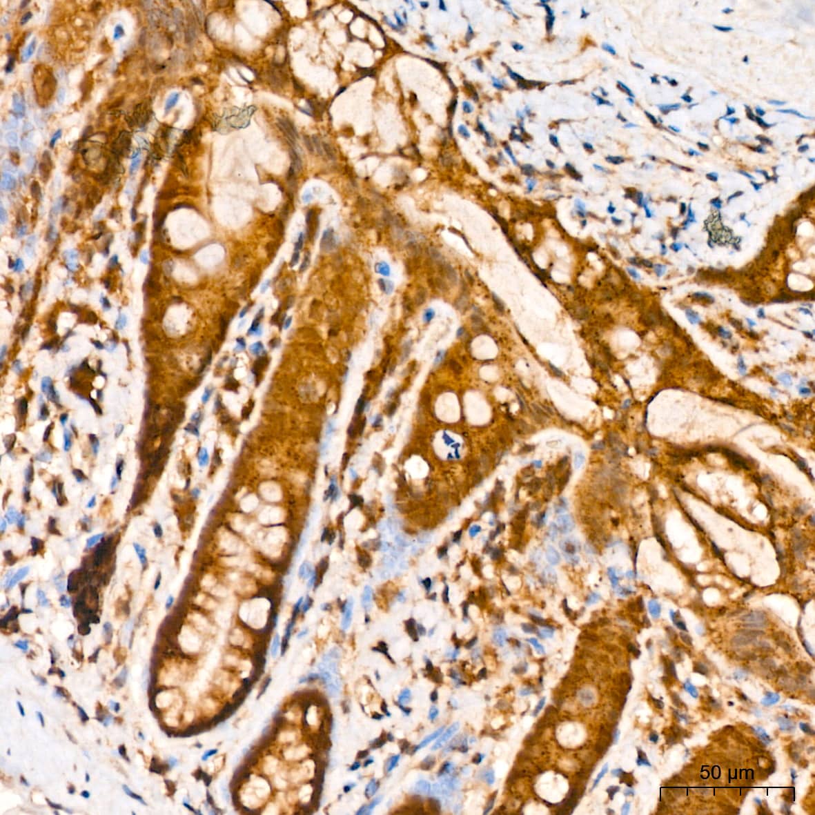 Immunohistochemistry CNBP Antibody - Azide and BSA Free