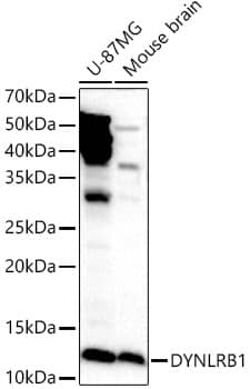 Western Blot Dynein light chain 2a cytoplasmic Antibody - Azide and BSA Free