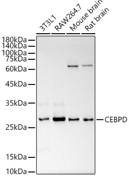 Western Blot: CEBP Delta Antibody - Azide and BSA Free [NBP2-92221] - Western blot analysis of extracts of various cell lines, using CEBP Delta antibody  at  1:1000 dilution.Secondary antibody: HRP Goat Anti-Rabbit IgG (H+L)  at 1:10000 dilution.Lysates/proteins: 25ug per lane.Blocking buffer: 3% nonfat dry milk in TBST.Detection: ECL Basic Kit.Exposure time: 0.3s.
