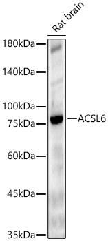 Western Blot: ACSL6 Antibody - BSA Free [NBP2-92246] - Western blot analysis of Rat brain, using ACSL6 Rabbit pAb  at 1:2000 dilution.Secondary antibody: HRP Goat Anti-Rabbit IgG (H+L)  at 1:10000 dilution.Lysates/proteins: 25ug per lane.Blocking buffer: 3% nonfat dry milk in TBST.Detection: ECL Enhanced Kit.Exposure time: 60s.