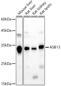 Western Blot: ASB13 Antibody - Azide and BSA Free [NBP2-92275] - Western blot analysis of various lysates, using ASB13 antibody  at  1:1000 dilution.Secondary antibody: HRP Goat Anti-Rabbit IgG (H+L)  at 1:10000 dilution.Lysates/proteins: 25ug per lane.Blocking buffer: 3% nonfat dry milk in TBST.Detection: ECL Basic Kit.Exposure time: 180s.